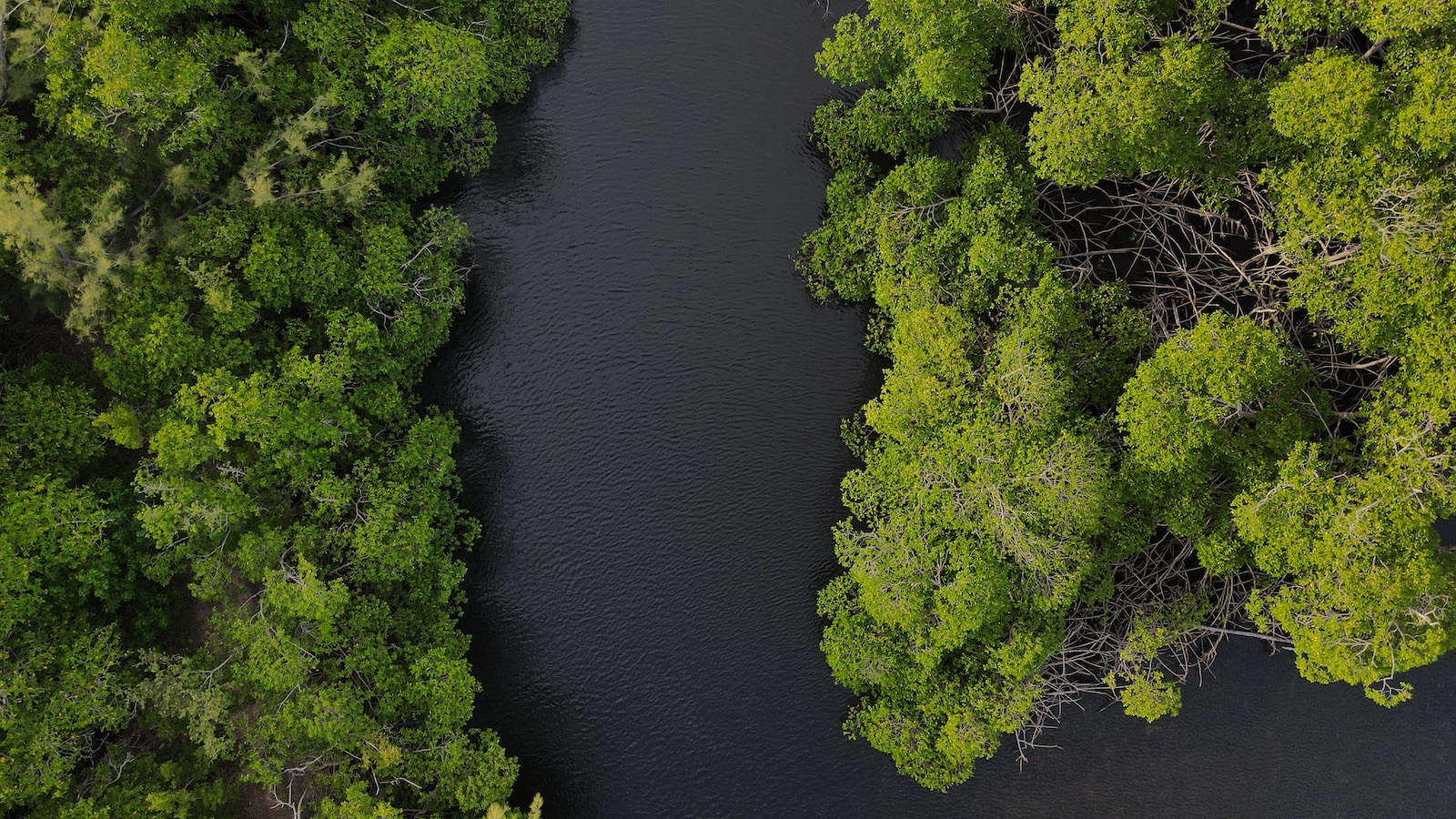 a river running through a lush green forest